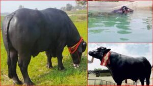 पुरस्कार विजेता भैंसे ‘युवराज’ का निधन, देहाती मेले का था सितारा