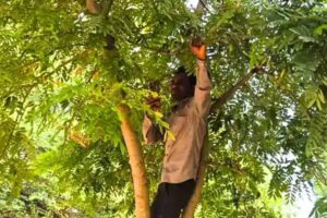 नेटवर्क न होने पर शिक्षक ने पेड़ पर चढ़कर लगाई ई-अटेंडेंस, देखिए अनोखा तरीका