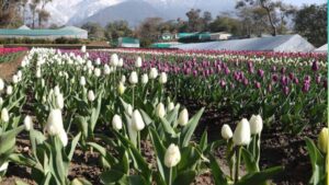 पालमपुर में खुला देश का दूसरा ट्यूलिप गार्डन, महसूस करें ‘देखा एक ख्वाब’ वाली फीलिंग