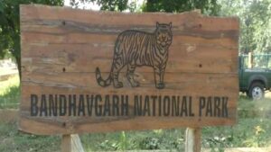 सफारी में नियमों का उल्लंघन, बांधवगढ़ टाइगर रिजर्व ने जारी किए 17 नोटिस