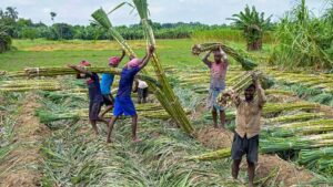 होली से पहले किसानों के लिए खुशखबरी, छत्तीसगढ़ में गन्ना किसानों के खातों में पहुंचे पैसे; तुरंत चेक करें स्टेटस
