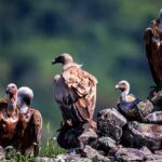 पहली बार ऑनलाइन ऐप से होगी गिद्ध गणना