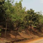 हरित पहल को बढ़ावा: वन विकास निगम–एनएमडीसी बचेली के बीच 50 हजार पौधों के रोपण का समझौता