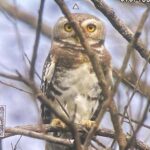 कूनो राष्ट्रीय उद्यान में फॉरेस्ट ऑउलेट का दिखाई देना, शुभ संकेत