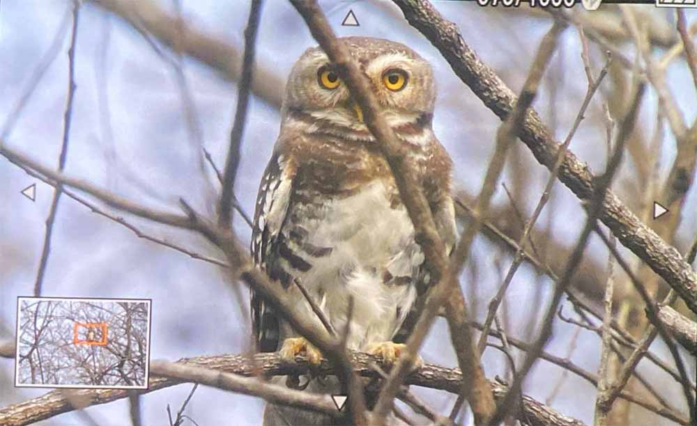 कूनो राष्ट्रीय उद्यान में फॉरेस्ट ऑउलेट का दिखाई देना, शुभ संकेत