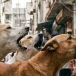 राजस्थान में दिल दहला देने वाली घटना: स्कूल जाते ही 4 साल के बच्चे पर कुत्ते का हमला