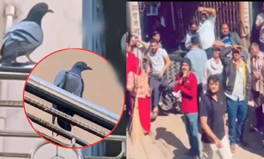 ज्वैलरी शॉप से लाखों रुपए की सोने की चेन ले उड़ा कबूतर