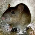 सावधान, अब चूहे मारने वाली दवा बेचना पड़ेगा महंगा, बिहार सरकार ने लगाया कड़ा प्रतिबंध