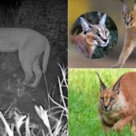 रेगिस्तान में नजर आया कैराकल, जैसलमेर बना वन्यजीव संरक्षण का नया केंद्र