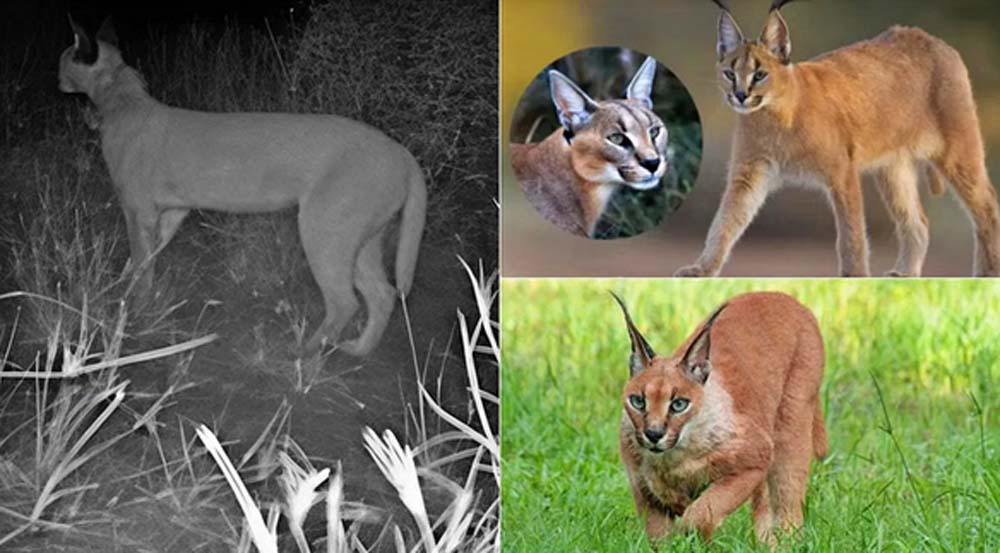 रेगिस्तान में नजर आया कैराकल, जैसलमेर बना वन्यजीव संरक्षण का नया केंद्र