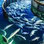 मत्स्य क्षेत्र में 30 कंपनियां करेंगी 1400 करोड़ रुपये से अधिक का निवेश