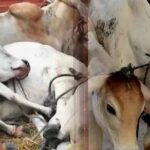 गौ तस्करी पर बड़ा एक्शन: मेवात में 54 एनकाउंटर के बाद अब संपत्ति जब्त करेगी पुलिस
