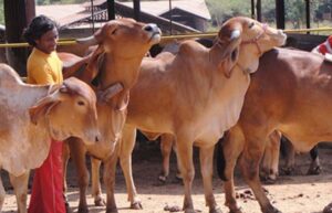 पंचगव्य से यूपी में खड़ा होगा विशाल ऑर्गेनिक बाजार