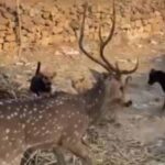 छतरपुर में बच्चों ने बचाई हिरण की जान, ग्रामीणों ने सुरक्षित जंगल में छोड़ा