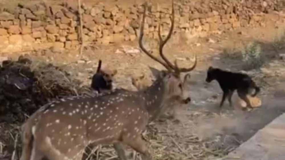 छतरपुर में बच्चों ने बचाई हिरण की जान, ग्रामीणों ने सुरक्षित जंगल में छोड़ा