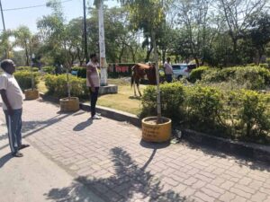 घोड़ा बना ‘आरोपी’: पार्क की घास चरते पकड़ा गया, मालिक पर भी कार्रवाई की तैयारी