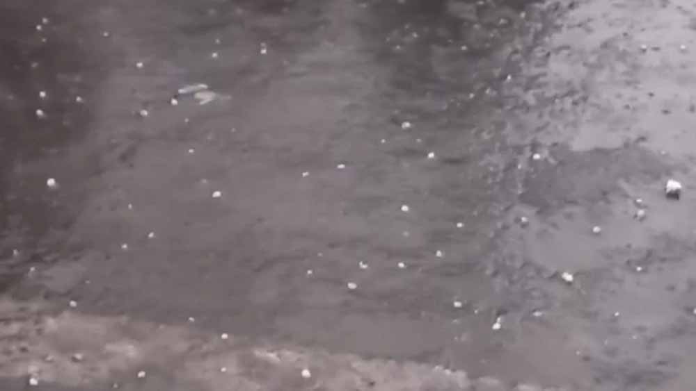 बदनावर में भीषण ओलावृष्टि, आधे घंटे में किसानों की फसल चौपट