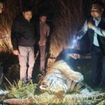 शिकार नहीं मिला तो थम गई सांसें, दो कुंतल के बाघ का खाली पेट मिला