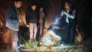 शिकार नहीं मिला तो थम गई सांसें, दो कुंतल के बाघ का खाली पेट मिला