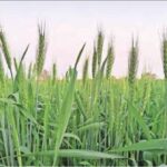 बढ़ती गर्मी से किसान चिंतित: हरियाणा में समय से पहले बढ़ा तापमान, फसलों को नुकसान की आशंका