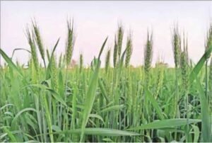 बढ़ती गर्मी से किसान चिंतित: हरियाणा में समय से पहले बढ़ा तापमान, फसलों को नुकसान की आशंका