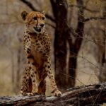 कूनो में जन्मी चीता ‘मुखी’ का तीसरा जन्म-दिन गौरव का क्षण : मुख्यमंत्री डॉ. यादव