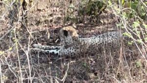 बारां से होते हुए मनोहरथाना में दिखा चीता, वन विभाग अलर्ट