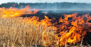 पंजाब ने पराली प्रबंधन में की बड़ी उपलब्धि, 94% कमी आई जलाने की घटनाओं में, मिला स्कॉच सिल्वर अवॉर्ड