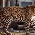 सरिस्का टाइगर रिजर्व, बाघों की सुरक्षा के लिए बनेगा नया STR-2 प्रभाग और बढ़ेगा दायरा