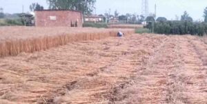 हिसार और सिरसा में बदला मौसम का मिजाज, ओले गिरने से फसलों को भारी नुकसान