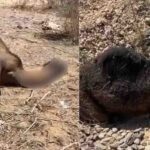 मां की ममता की मार्मिक तस्वीर, ऊंटनी के शव से चिपका रहा मासूम ऊंट का बच्चा