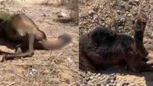 मां की ममता की मार्मिक तस्वीर, ऊंटनी के शव से चिपका रहा मासूम ऊंट का बच्चा