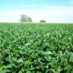 रायपुर: यूरिया का प्रभावी विकल्प बन रही हरी खाद, जशपुर में 600 हेक्टेयर पर किया गया प्रदर्शन