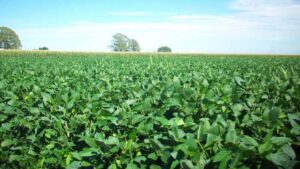 रायपुर: यूरिया का प्रभावी विकल्प बन रही हरी खाद, जशपुर में 600 हेक्टेयर पर किया गया प्रदर्शन