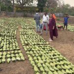 हरा सोना संग्राहकों के लिए बड़ी राहत, आय बढ़ाने की दिशा में 920 करोड़ रुपए का संभावित भुगतान