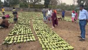 हरा सोना संग्राहकों के लिए बड़ी राहत, आय बढ़ाने की दिशा में 920 करोड़ रुपए का संभावित भुगतान