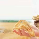 सरकार का बड़ा तोहफा! अब Group-D स्टाफ को मिलेगा गेहूं खरीदने के लिए Interest-Free Loan