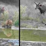 राजस्थान में वन्यजीव सर्वे का नया तरीका, चांदनी रात और कैमरा ट्रैप से होगी गिनती