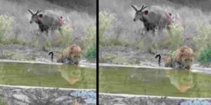 राजस्थान में वन्यजीव सर्वे का नया तरीका, चांदनी रात और कैमरा ट्रैप से होगी गिनती