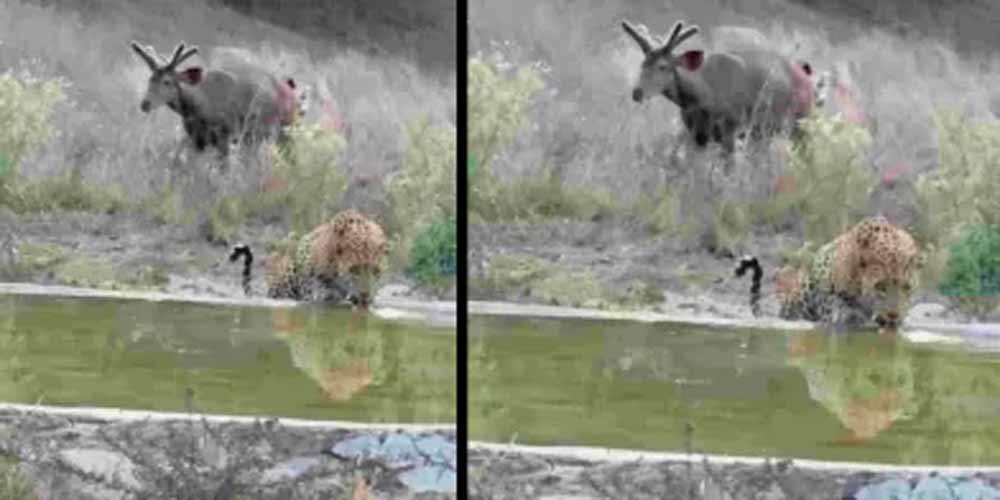 राजस्थान में वन्यजीव सर्वे का नया तरीका, चांदनी रात और कैमरा ट्रैप से होगी गिनती