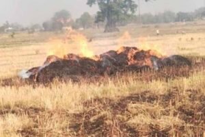 कटाई के बाद खलिहान में रखी फसल जली, किसान विजय कुमार मेहता को भारी नुकसान