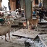 चौंकाने वाला स्कैम Bihar में: बकरी को बकरा बताकर बिक्री, फेविक्विक से फर्जी बदलाव का खुलासा