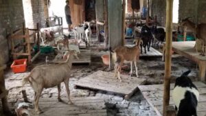 चौंकाने वाला स्कैम Bihar में: बकरी को बकरा बताकर बिक्री, फेविक्विक से फर्जी बदलाव का खुलासा