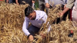 IAS अंशुल का अलग अंदाज: पूर्णिया DM ने किसानों के साथ खेत में काटी फसल, लोगों ने कहा—पहली बार देखा