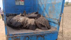 खौफनाक मंजर: यूपी में अचानक गिरने लगे गिद्ध, 28 की दर्दनाक मौत से मचा हड़कंप