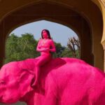 Pink Elephant शूट बना विवाद: जयपुर में रूसी फोटोग्राफर पर फूटा लोगों का गुस्सा