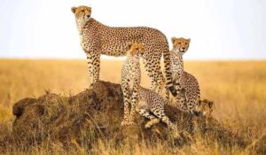 कूनो में चीतों की बढ़ती संख्या, गांधीसागर और नौरादेही के जंगल बने नए घर, आठ बाड़े तैयार, जल्द शिफ्ट होंगे चीते