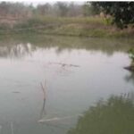 डबरी, मछली पालन और बहुफसली खेती से बदली तकदीर—सगनू बने गांव के प्रेरणास्रोत