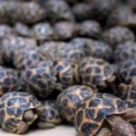 रेल मार्ग से दुर्लभ प्रजाति के वन्यजीवों की तस्करी का बड़ा नेटवर्क एक्सपोज