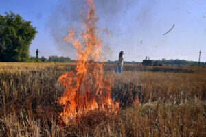 केंद्र का गेहूं अवशेष जलाने वालों पर कड़ा रुख, 10,500 अधिकारी और सैटेलाइट निगरानी के तहत होगा नियंत्रण
